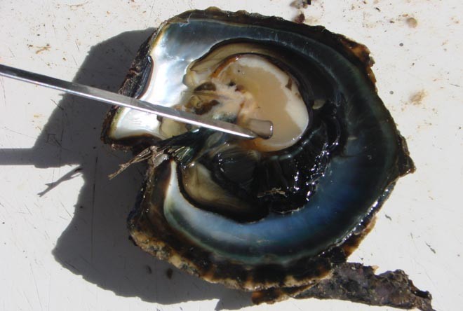 The black lipped oyster - French Polynesia’s ’Gold’ © BW Media